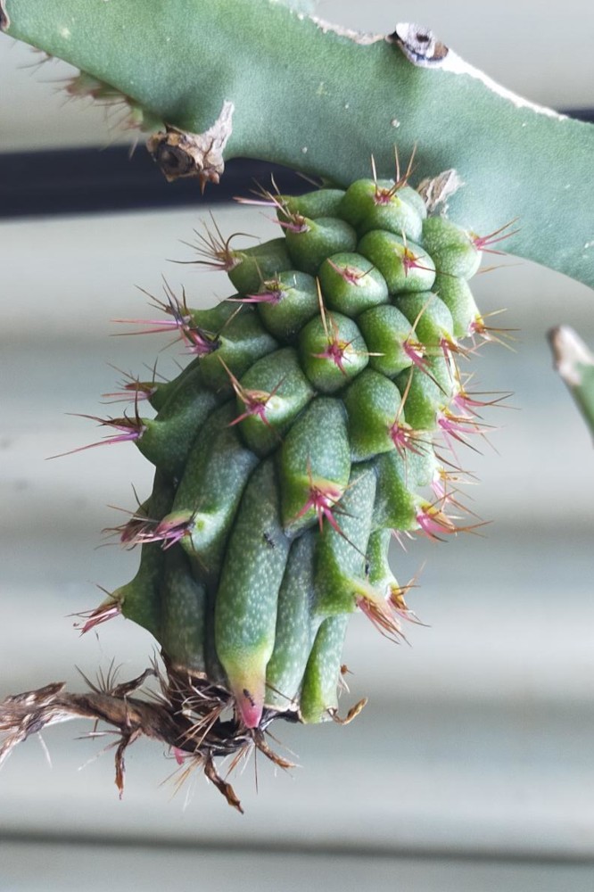 Green fruit